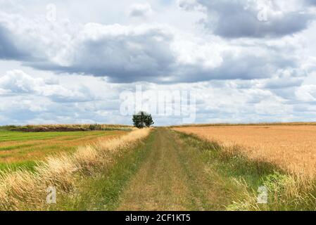 Ackerland in Frankreich. Erntezeit. Straße in Getreide Feld mit Spuren von Traktorrädern. Einsamer Baum am Horizont. Konzept der ökologischen Landwirtschaft. Stockfoto