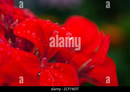 Tau-Tropfen nach Regen auf die roten Blütenblätter der Pelargonie. Stockfoto