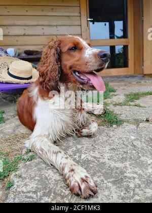 Liebenswert vertikale Nahaufnahme eines fröhlichen Welsh Springer Spaniel Stockfoto