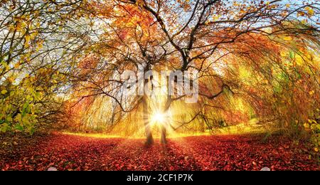 Markante Baum mit atemberaubenden Herbstfarben in einem Park, mit den Sonnenstrahlen schön durch von hinten kommen Stockfoto