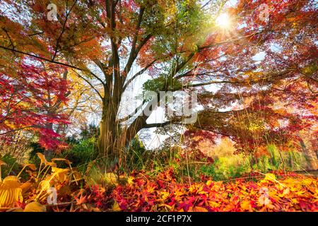 Wunderschöne Herbstfarben in einem Park, die Sonne scheint durch die bunten Äste eines Baumes bis zum Laub bedeckt Boden Stockfoto