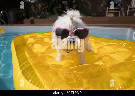 Portrait niedlichen Hund in Herzform Sonnenbrille auf Pool Floß Stockfoto