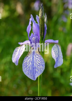 Sibirische Schwertlilie, Iris sibirica Stockfoto