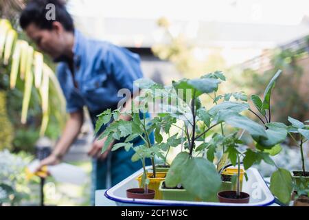 Frau, die Topfpflanzen auf der Terrasse bewässert Stockfoto
