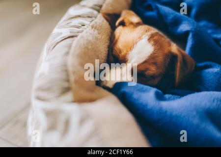 Niedlichen Welpen Jack Russell Terrier schlafen in seinem Bad mit blauen Decke. Selektiver Fokus. Stockfoto