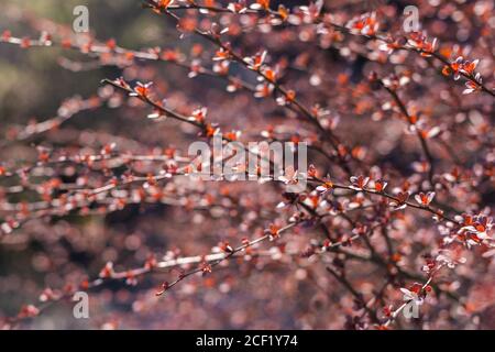 Schöne Buschzweige mit roten Blättern im Sonnenlicht. Natur Hintergrund. Selektiver Fokus. Stockfoto