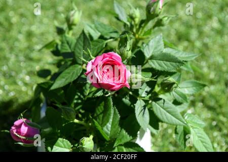 Kleiner Rosenbusch rosa im Garten, Rosenblüte aus nächster Nähe Stockfoto