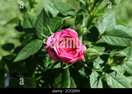 Kleiner Rosenbusch rosa im Garten, Rosenblüte aus nächster Nähe Stockfoto