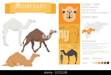 Kameliden Kollektion. Infografik: Dromedary Kamel. Vektorgrafik Stock Vektor