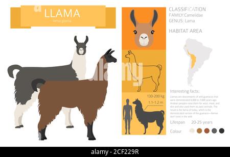 Kameliden Kollektion. Llama-Grafik. Vektorgrafik Stock Vektor