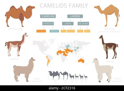 Kameliden Kollektion. Kamele und Lama Infografik Design. Vektorgrafik Stock Vektor