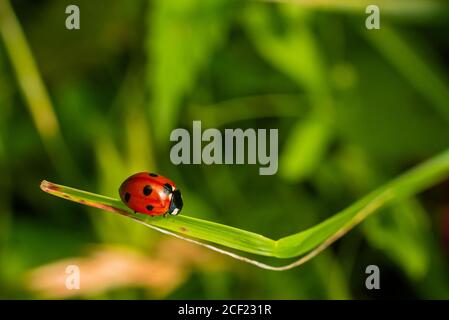 Ein Marienkäfer läuft auf einem Blatt, ein Marienkäfer sitzt auf einem Blatt, schönes Bokeh, Makro-Foto Stockfoto