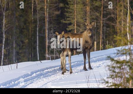 Zwei Elche, Alces Alces, Kuh und Kalb, die in der Wintersaison im Wald stehen und zur Kamera schauen, Landkreis Boden, Norrbotten, Schweden Stockfoto