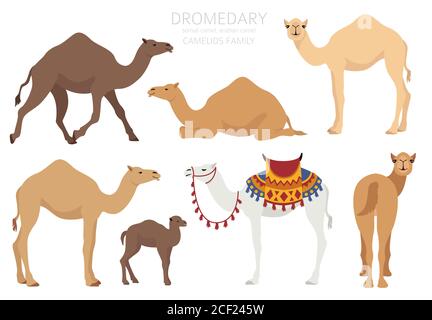 Kameliden Kollektion. Infografik: Dromedary Kamel. Vektorgrafik Stock Vektor