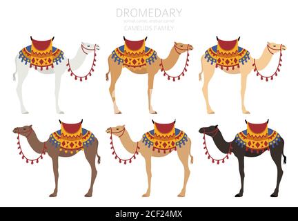 Kameliden Kollektion. Infografik: Dromedary Kamel. Vektorgrafik Stock Vektor