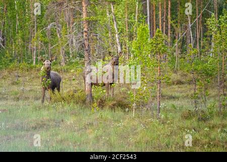 Zwei junge Elche, die im Wald stehen und zur Kamera schauen, Schwedisch Lappland, Schweden Stockfoto