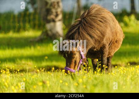 Shetland Pony auf einer Wiese, die Gras frisst und viele Blumen auf der Wiese, Schwedisch Lappland, Schweden Stockfoto