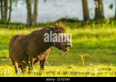 Shetland Pony auf einer Wiese, die Gras frisst und viele Blumen auf der Wiese, Schwedisch Lappland, Schweden Stockfoto