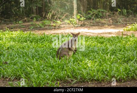 Känguru im zoo Stockfoto