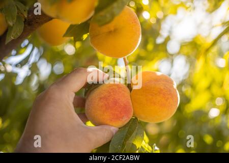 Nahaufnahme einer Hand, die Pfirsiche von einem Baum pflückt In einem Feld Stockfoto