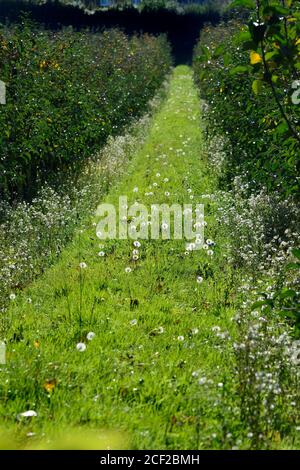 Löwenzahn Uhren zwischen Reihen von Bäumen in einem Obstgarten. Boughton Monchelsea Village, Kent, Großbritannien. Stockfoto