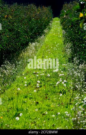 Löwenzahn Uhren zwischen Reihen von Bäumen in einem Obstgarten. Boughton Monchelsea Village, Kent, Großbritannien. Stockfoto