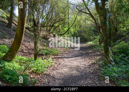 Waldspaziergang durch einen lange stillgelegten Steinbruch. Boughton Monchelsea Village, Kent, Großbritannien. Stockfoto