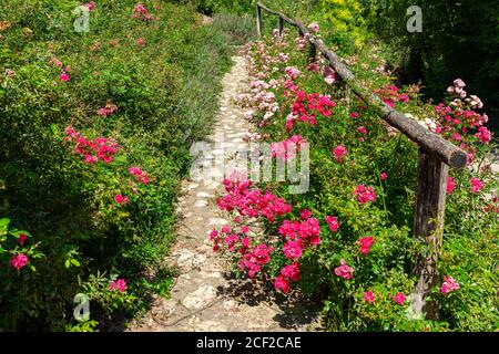 Schöne rosa Rosen neben einem Naturpfad ein Weg Im Garten Stockfoto