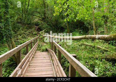 Ein europäischer Aschenbaum, der auf eine Fußgängerbrücke über den Mells River durch einen Aschenpilz (Hymenoscyphus fraxineus) im Harridge Wood Nature Reserve, Somerset, England, gefallen ist. Stockfoto