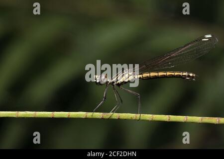 Damselfliege auf Baumzweig, Panna National Park, Madhya Pradesh, Indien Stockfoto