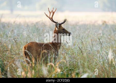 Barasingha auch Sumpfhirsch genannt, Rucervus duvaucelii, Kanha, Madhya Pradesh, indien Stockfoto