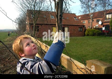 Bewohner & Kinder freiwillig Bäume auf Wohngemeinschaft Anwesen Pflanzen; Leeds Yorkshire UK Stockfoto