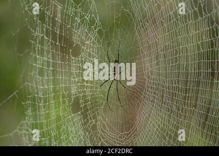 Netz der Riesenspinne mit Tautropfen, Nephila philips, Nephilidae, Tamil Nadu, Indien Stockfoto