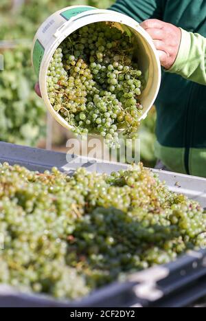 03. September 2020, Sachsen-Anhalt, Höhnstedt: Ein Winzer leert einen Eimer mit Trauben der Sorte 'Müller-Thurgau' in einen Anhänger auf einem Weinberg der Obstproduktion Höhnstedt. Die Weinlese des Winzerverbands Freyburg-Unstrut an Saale und Unstrut ist im Gange. Die späten Fröste während der Eis Heiligen und Hagel Schäden führen zu einem Verlust der Ausbeute. Nur etwa ein Viertel der üblichen Menge wurde auf der halben Hektar Fläche geerntet, etwa 1200 statt 5000 Kilogramm. Quelle: dpa picture Alliance/Alamy Live News Stockfoto