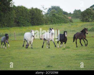 Eine Herde einheimischer Ponys galoppiert über ein Fahrerlager. Stockfoto