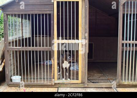 Ein Boxerhund schaut durch eine verbarrte Tür in ein Hundehaus im Garten. Stockfoto