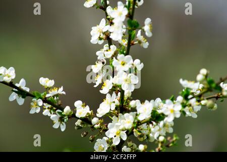 Kirschpflaumenzweige, die im Garten im Frühling blühen, Hintergrund, Hintergrund Stockfoto