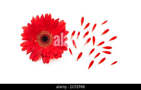 Blume der roten Gerbera mit Blütenblättern isoliert auf weiß Stockfoto