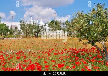 Rote Mohnblumen, Olivenbäume und gelbes Weizenfeld mit alten Trulli Häuser in Apulien, Italien Stockfoto