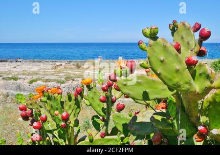 Kaktus aus Kaktus mit roten Früchten an der Mittelmeerküste Mit blauem Meer im Hintergrund Stockfoto