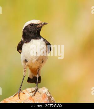 Trauervogel Oenanthe lugens Stockfoto