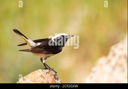 Trauervogel Oenanthe lugens Stockfoto