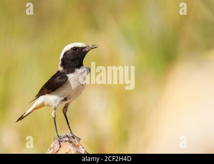 Trauervogel Oenanthe lugens Stockfoto