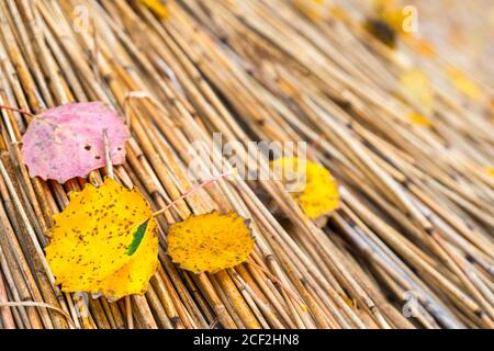 Nahaufnahme von herbstlichen Herbstblättern, die auf einem Strohdach liegen Stockfoto