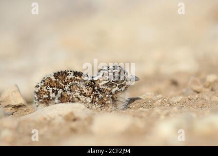 Küken Schwarzbauchig auf dem Boden (Pterocles orientalis), Männchen hockte auf dem Boden in Palästina Stockfoto