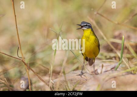 WESTERN Yellow Wagtail steht auf dem Boden Stockfoto