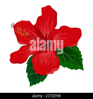 Hibiskusblüte mit Blättern, flache Vektorgrafik. Tropische exotische Hawaii-Pflanze isoliert auf weiß Stock Vektor