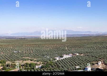 Blick auf Olivenhaine mit Cazorla Bergen im Hintergrund in Baeza Dorf, Jaen, Andalusien, Spanien Stockfoto