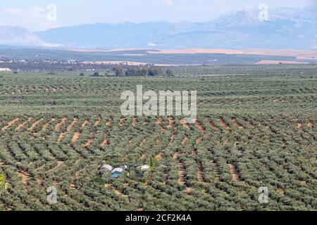 Blick auf Olivenhaine mit Cazorla Bergen im Hintergrund in Baeza Dorf, Jaen, Andalusien, Spanien Stockfoto