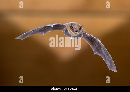 Flying pipistrelle bat (Pipistrellus pipistrellus) Aktion Schuß auf Holz-dachgeschoss von Haus mit hellen Hintergrund Stockfoto